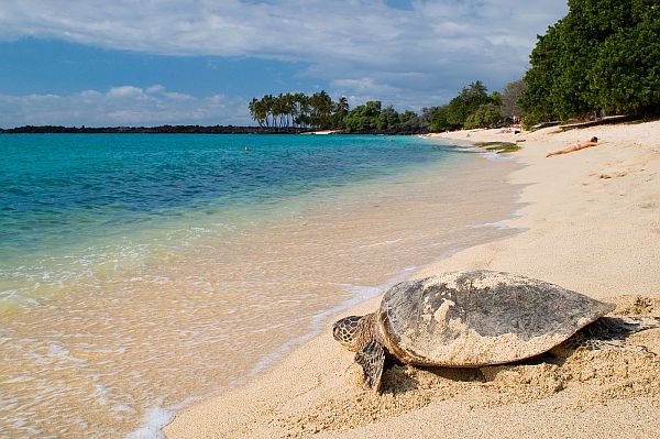 turtleonbeach.jpg